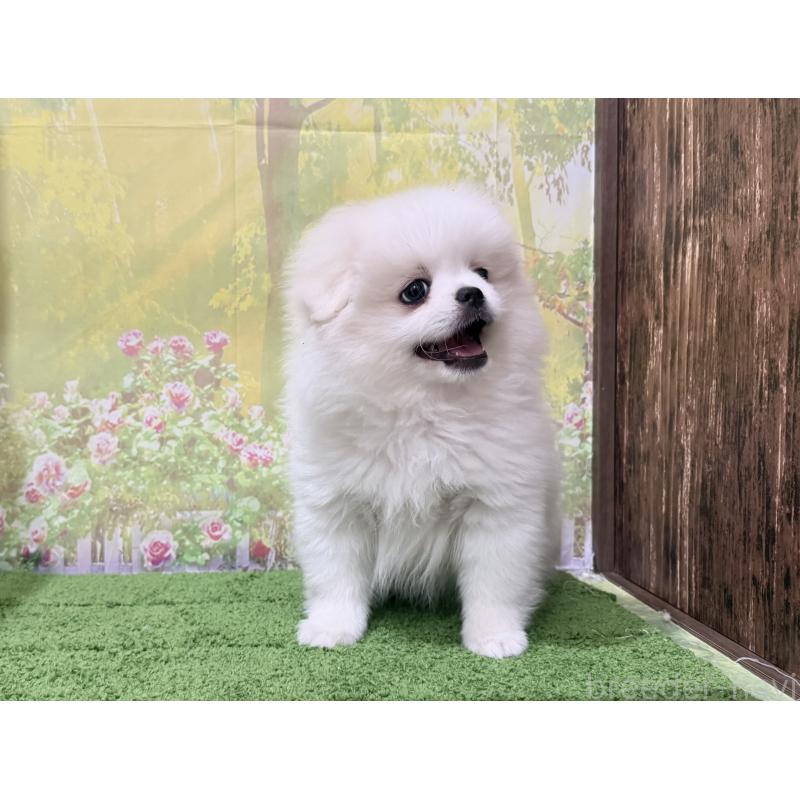 販売中の埼玉県のミックス犬-443300の4枚目