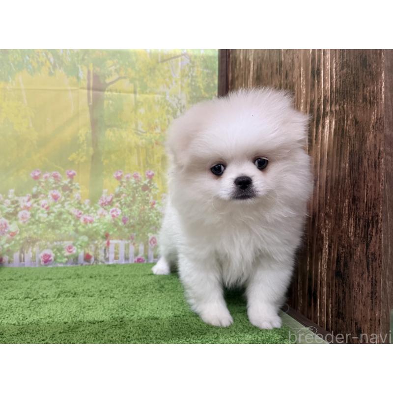 販売中の埼玉県のミックス犬-443300の3枚目