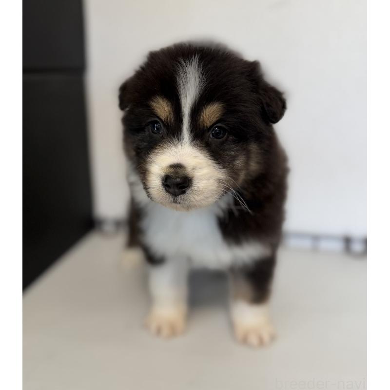 販売中の山梨県のオーストラリアンシェパード-444634の2枚目