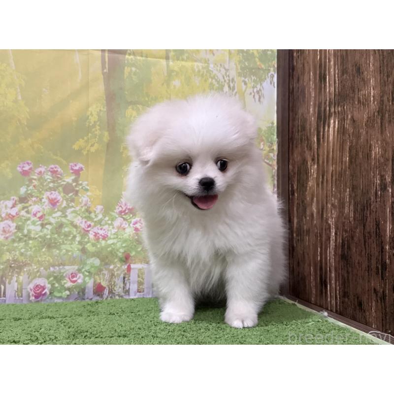 販売中の埼玉県のミックス犬-443300の2枚目