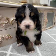 ♀︎バーニーズマウンテンドッグ