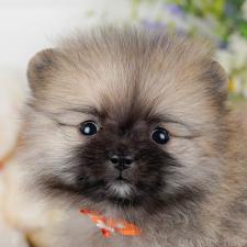 ♀︎ポメラニアン