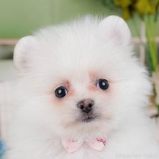 ♀︎ポメラニアン