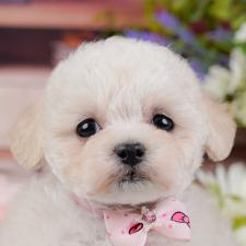 ♀︎タイニープードル