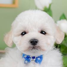 ♀︎トイプードル