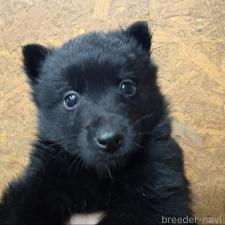 ♀︎スキッパーキ