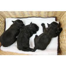 ミックス犬の子犬