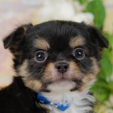 ♀︎チワワ(ロングコート)