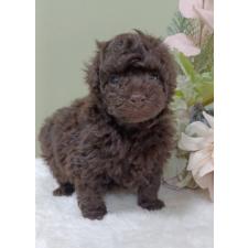 ♀︎トイプードル