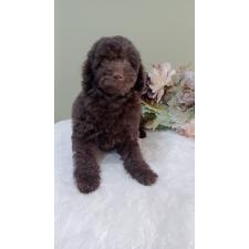 ♀︎トイプードル