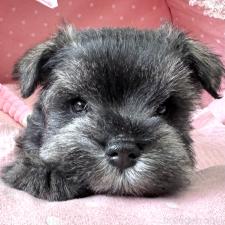 ミニチュアシュナウザーの子犬