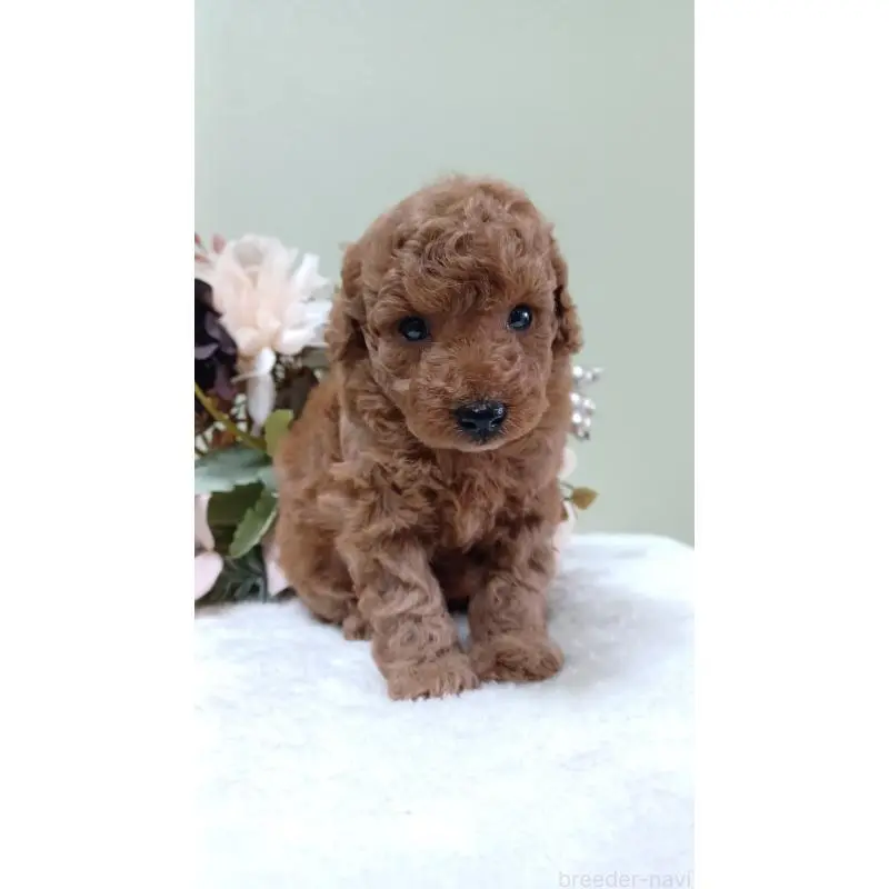 販売中の大阪府のトイプードル-452711の7枚目