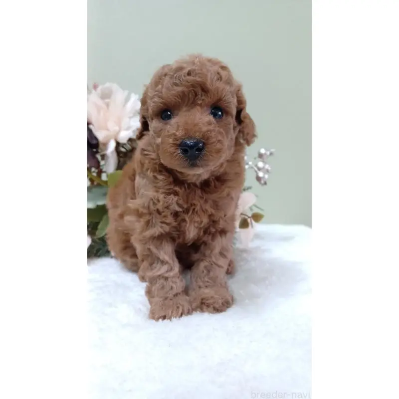 販売中の大阪府のトイプードル-452711の6枚目