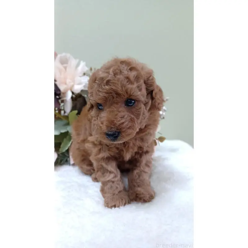 販売中の大阪府のトイプードル-452711の5枚目