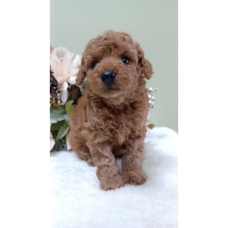 販売中の大阪府のトイプードル-452711の4枚目