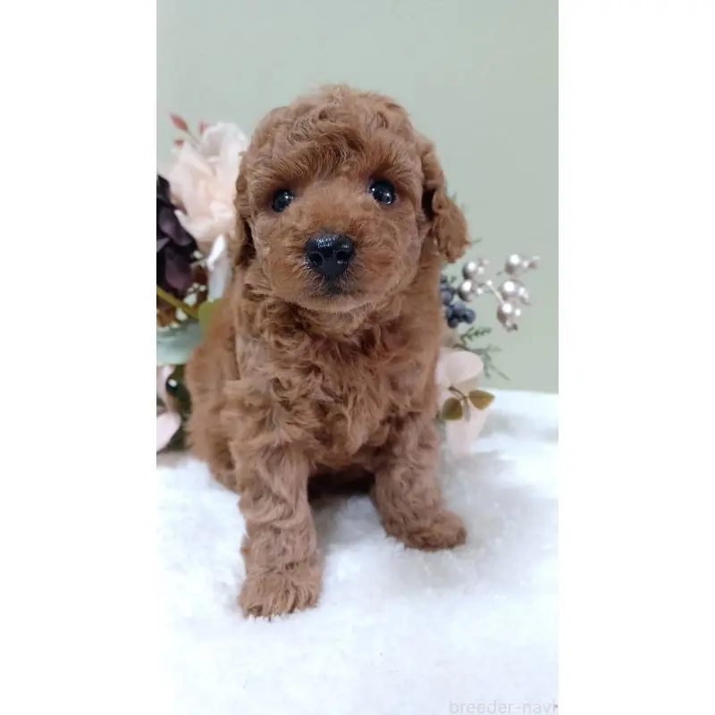 販売中の大阪府のトイプードル-452711の3枚目