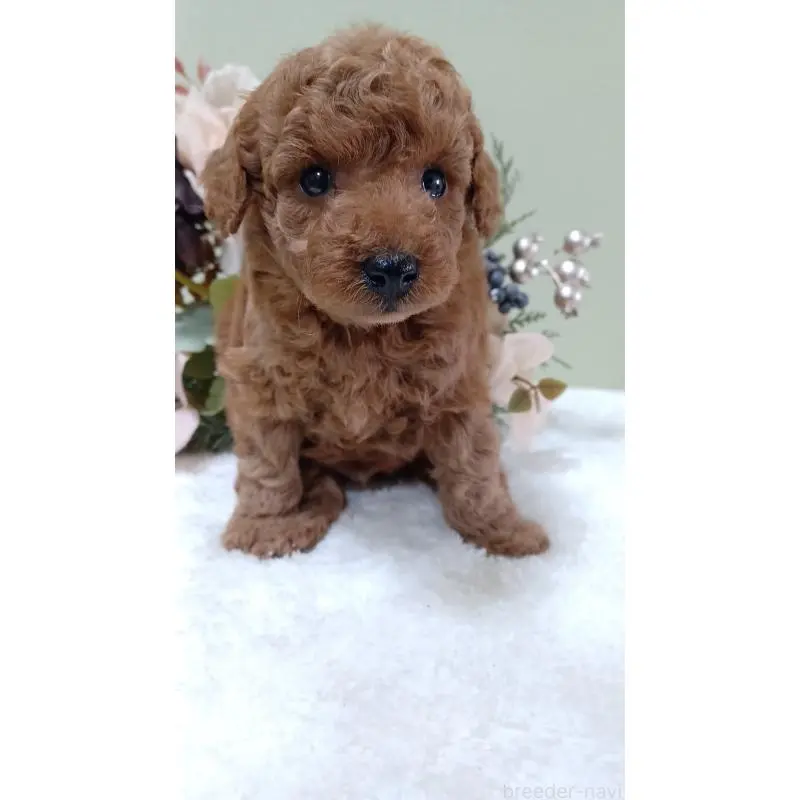 販売中の大阪府のトイプードル-452711の2枚目