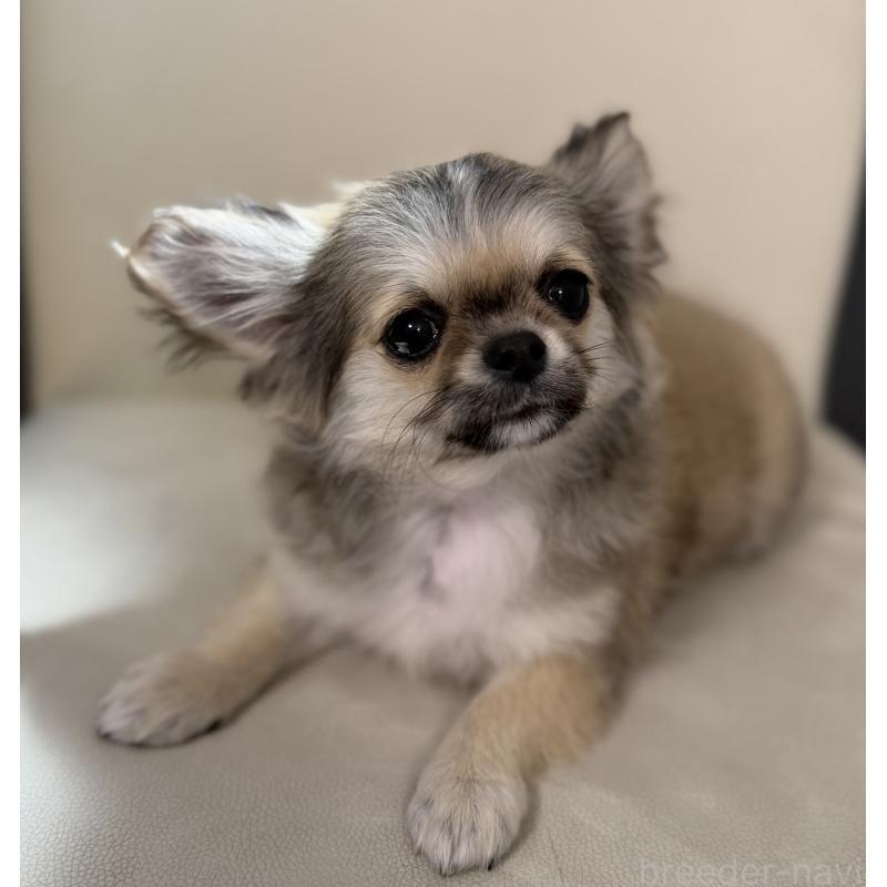 販売中の山梨県のチワワ(ロングコート)-431128の7枚目