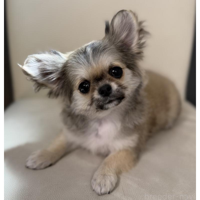 販売中の山梨県のチワワ(ロングコート)-431128の6枚目