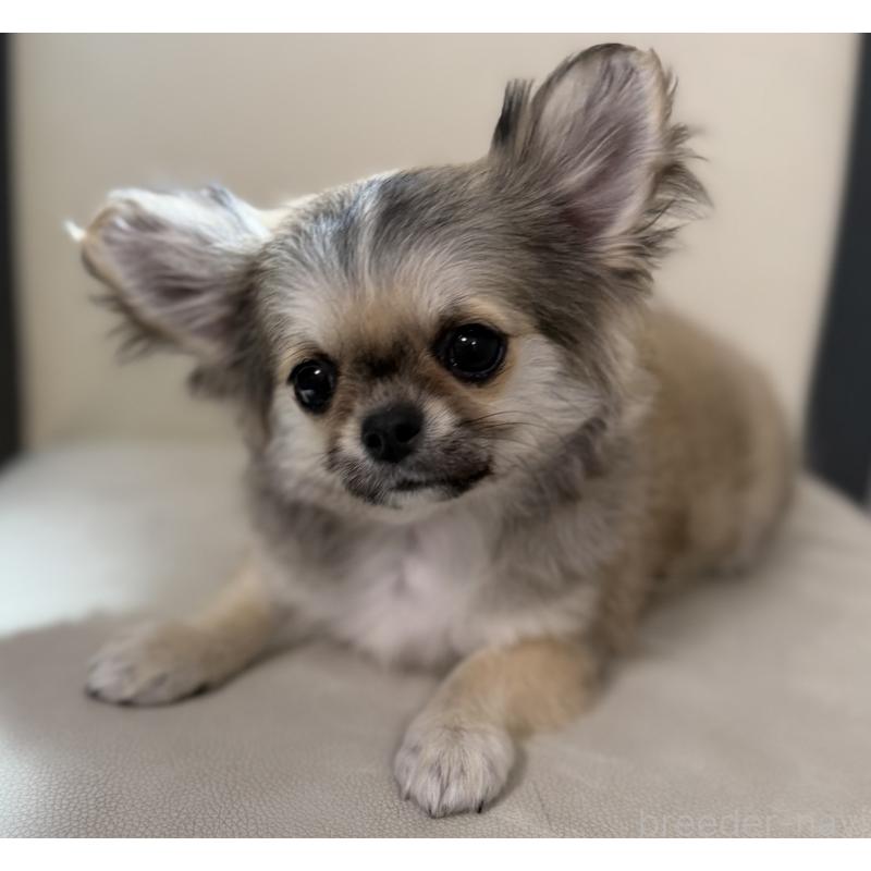 販売中の山梨県のチワワ(ロングコート)-431128の5枚目