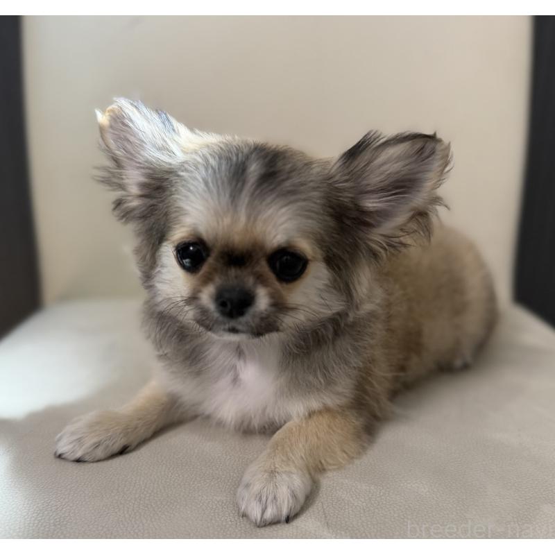 販売中の山梨県のチワワ(ロングコート)-431128の4枚目