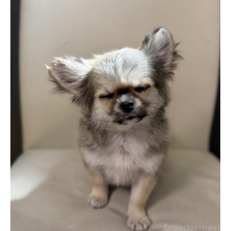 販売中の山梨県のチワワ(ロングコート)-431128の3枚目