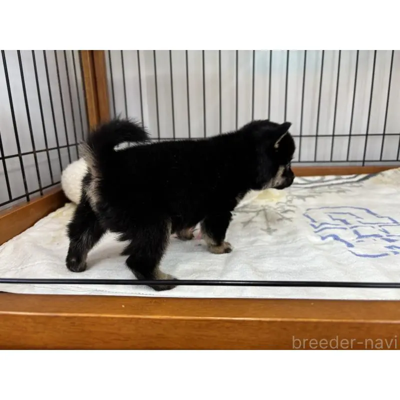 販売中の岡山県の豆柴-452714の5枚目