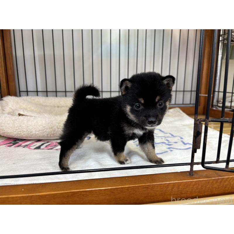 販売中の岡山県の豆柴-452714の4枚目