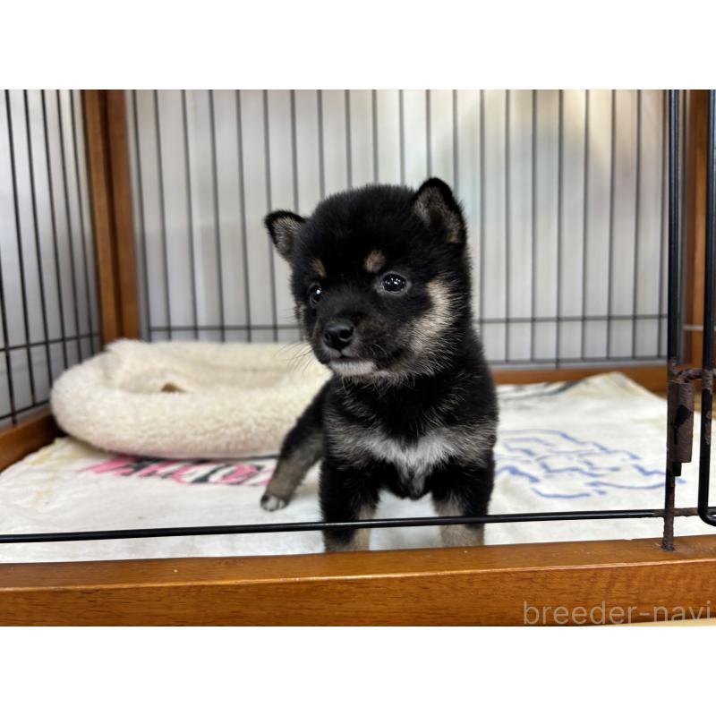 販売中の岡山県の豆柴-452714の3枚目