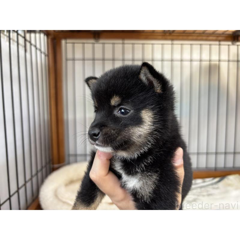 販売中の岡山県の豆柴-452714の2枚目