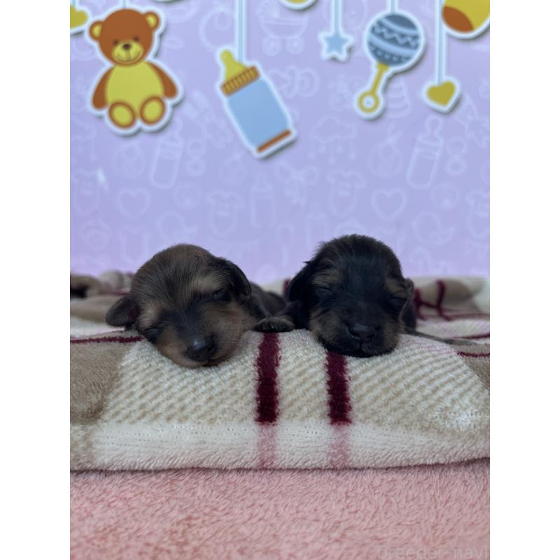 販売中の東京都のミニチュアダックスフンド(ロングヘアード)-452741の9枚目