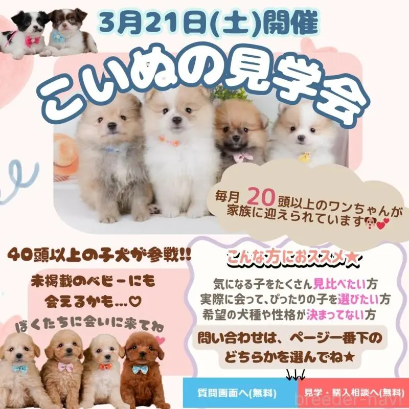 販売中の神奈川県のトイプードル-452718の3枚目