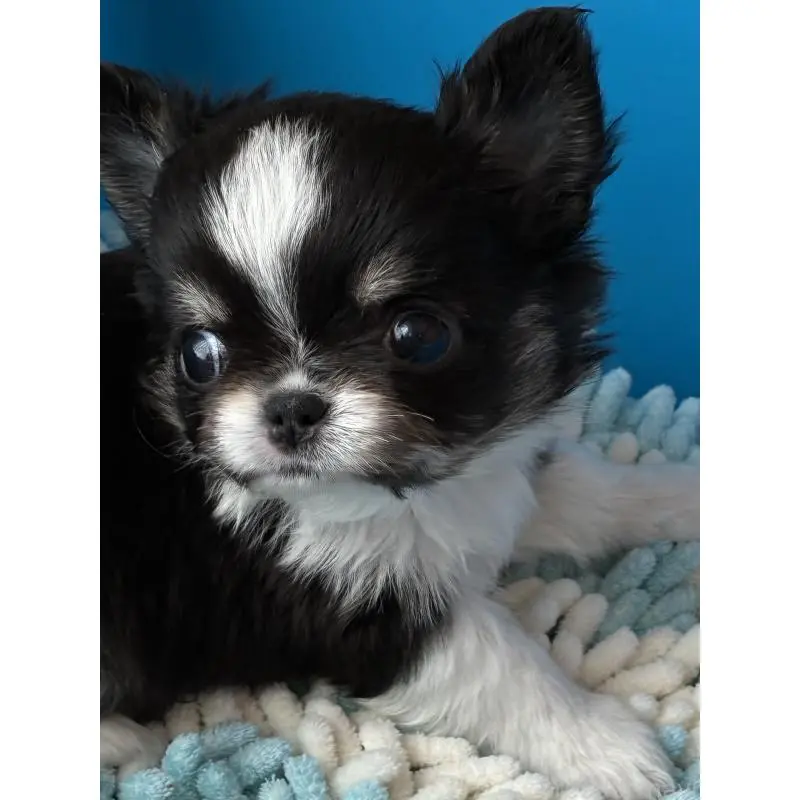 販売中の静岡県のチワワ(ロングコート)-452719の6枚目