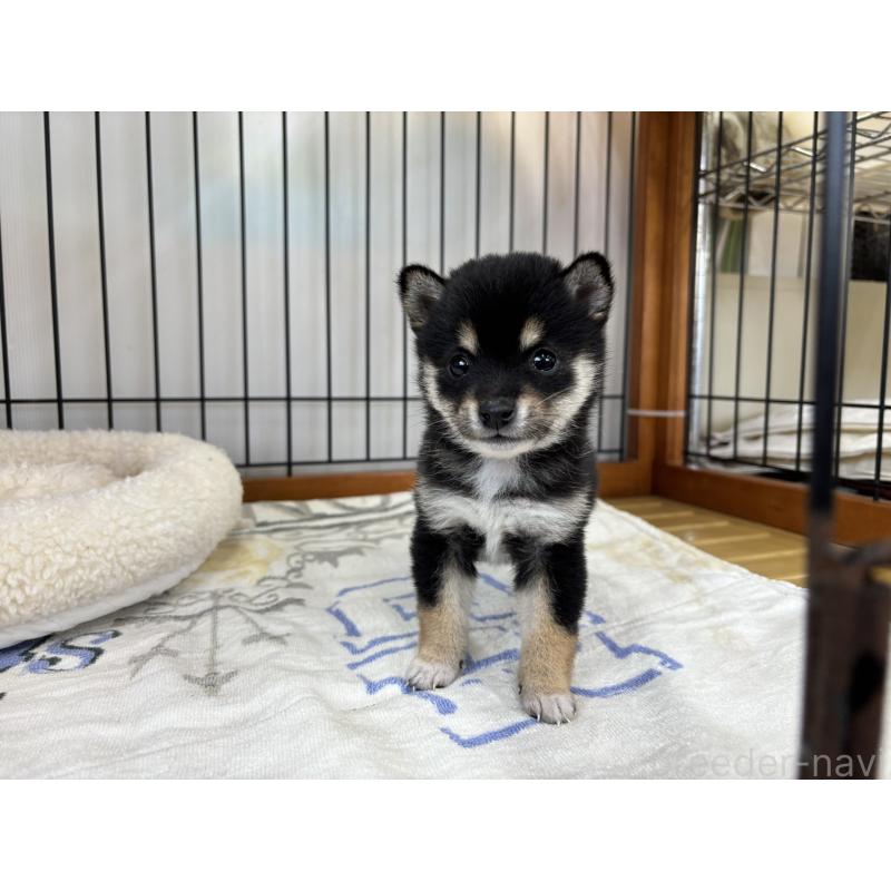 販売中の岡山県の豆柴-452717の5枚目