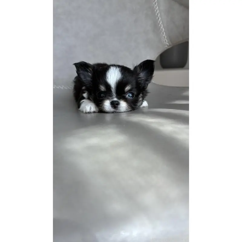 販売中の静岡県のチワワ(ロングコート)-452719の5枚目