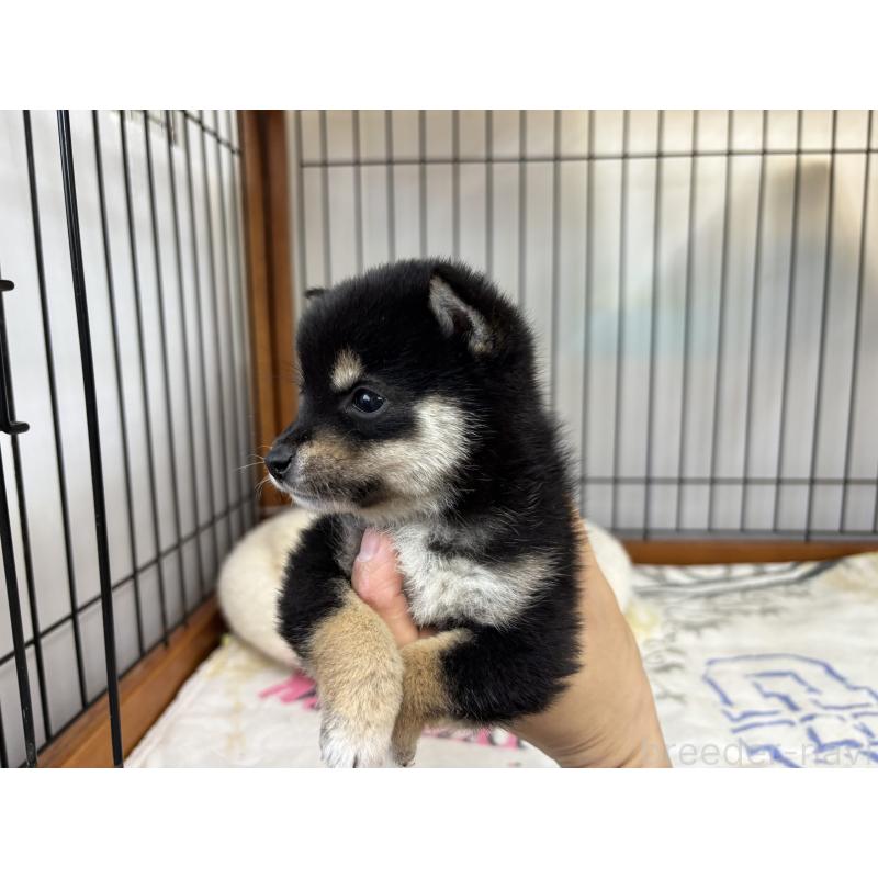 販売中の岡山県の豆柴-452717の4枚目