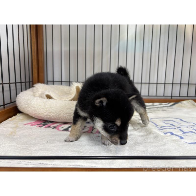 販売中の岡山県の豆柴-452717の3枚目