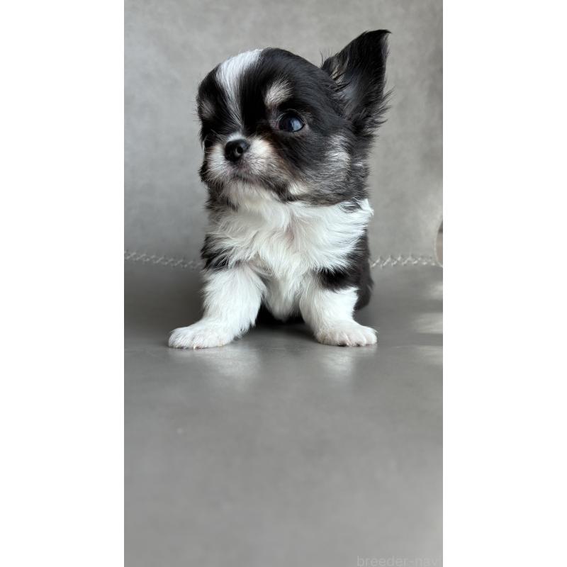 販売中の静岡県のチワワ(ロングコート)-452719の4枚目