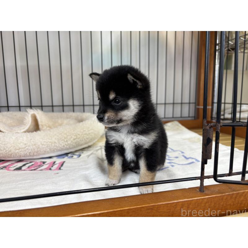 販売中の岡山県の豆柴-452717の2枚目