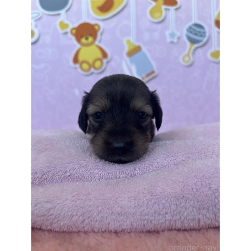 販売中の東京都のミニチュアダックスフンド(ロングヘアード)-452741の7枚目