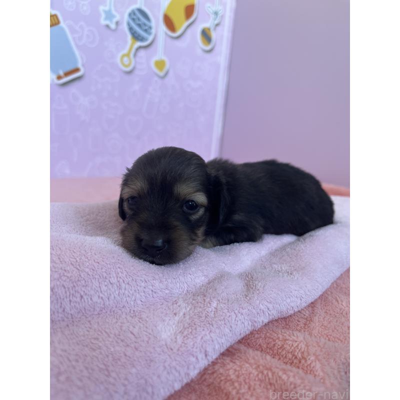 販売中の東京都のミニチュアダックスフンド(ロングヘアード)-452741の6枚目