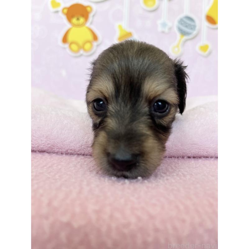 販売中の東京都のミニチュアダックスフンド(ロングヘアード)-452741の4枚目