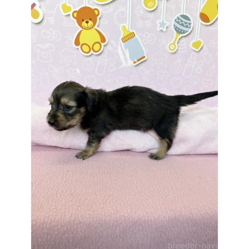 販売中の東京都のミニチュアダックスフンド(ロングヘアード)-452741の3枚目