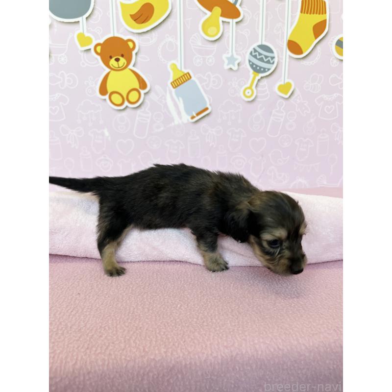 販売中の東京都のミニチュアダックスフンド(ロングヘアード)-452741の2枚目