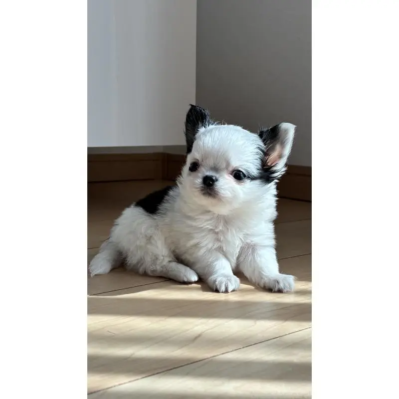 販売中の静岡県のチワワ(ロングコート)-452720の6枚目