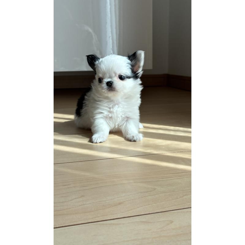 販売中の静岡県のチワワ(ロングコート)-452720の4枚目