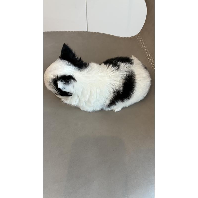 販売中の静岡県のチワワ(ロングコート)-452720の3枚目