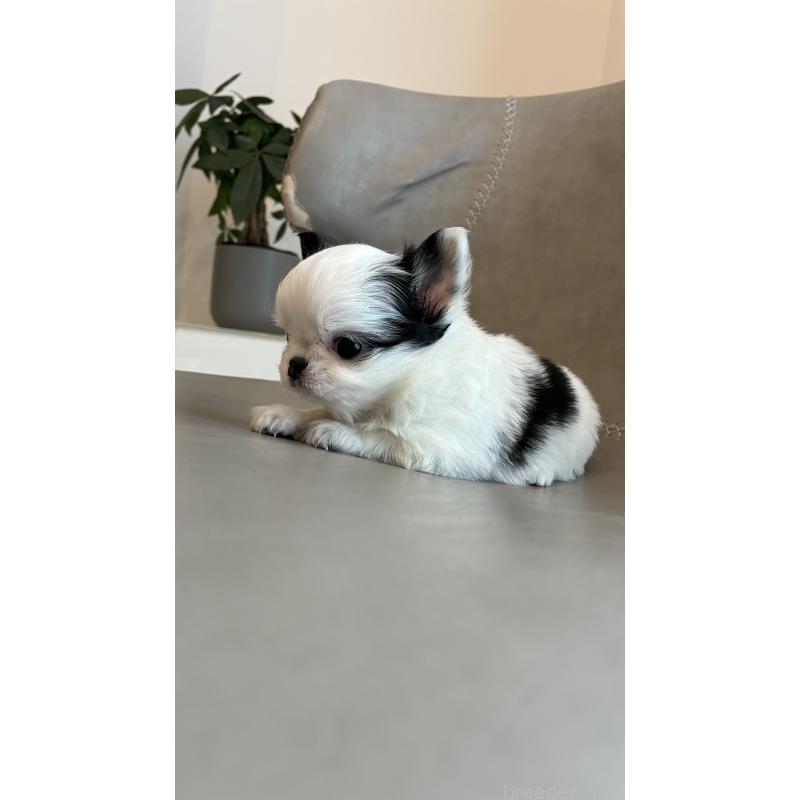 販売中の静岡県のチワワ(ロングコート)-452720の2枚目