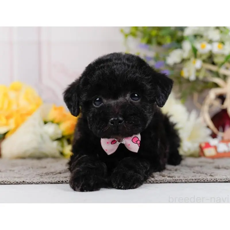 販売中の神奈川県のトイプードル-452724の10枚目