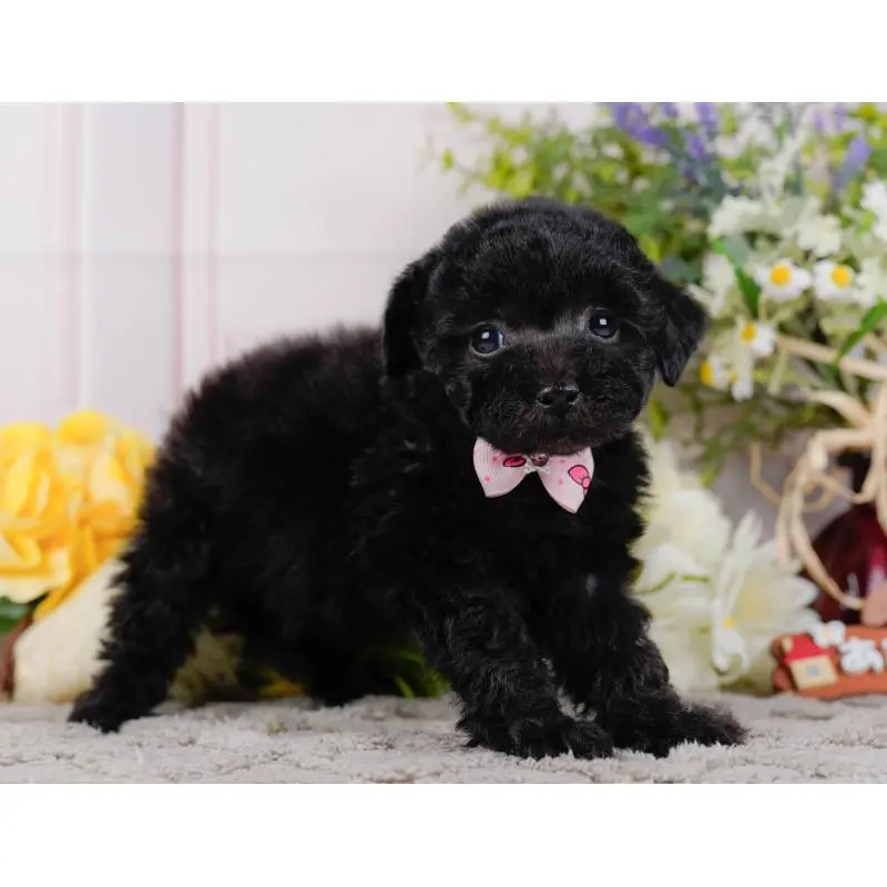 販売中の神奈川県のトイプードル-452724の9枚目